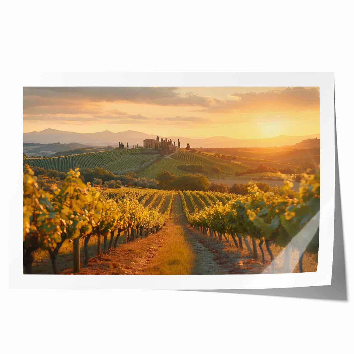Vibrant vineyard landscape wall art print showcasing lush grapevines under a clear blue sky, rolled and ready for framing, perfect for home decor enthusiasts.