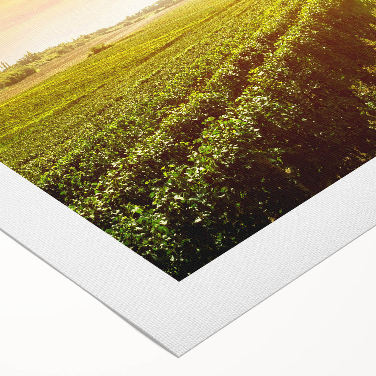 Vibrant rolled canvas wall art showcasing a serene vineyard landscape, featuring lush green vines under a bright blue sky, perfect for enhancing home decor.