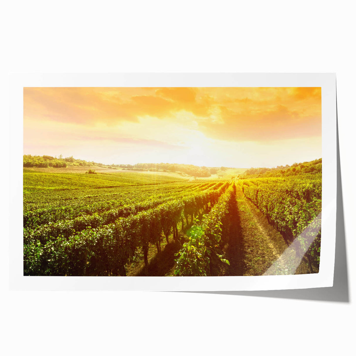 Vibrant rolled canvas art print showcasing a picturesque vineyard landscape with lush green vines and rolling hills, perfect for home decor.