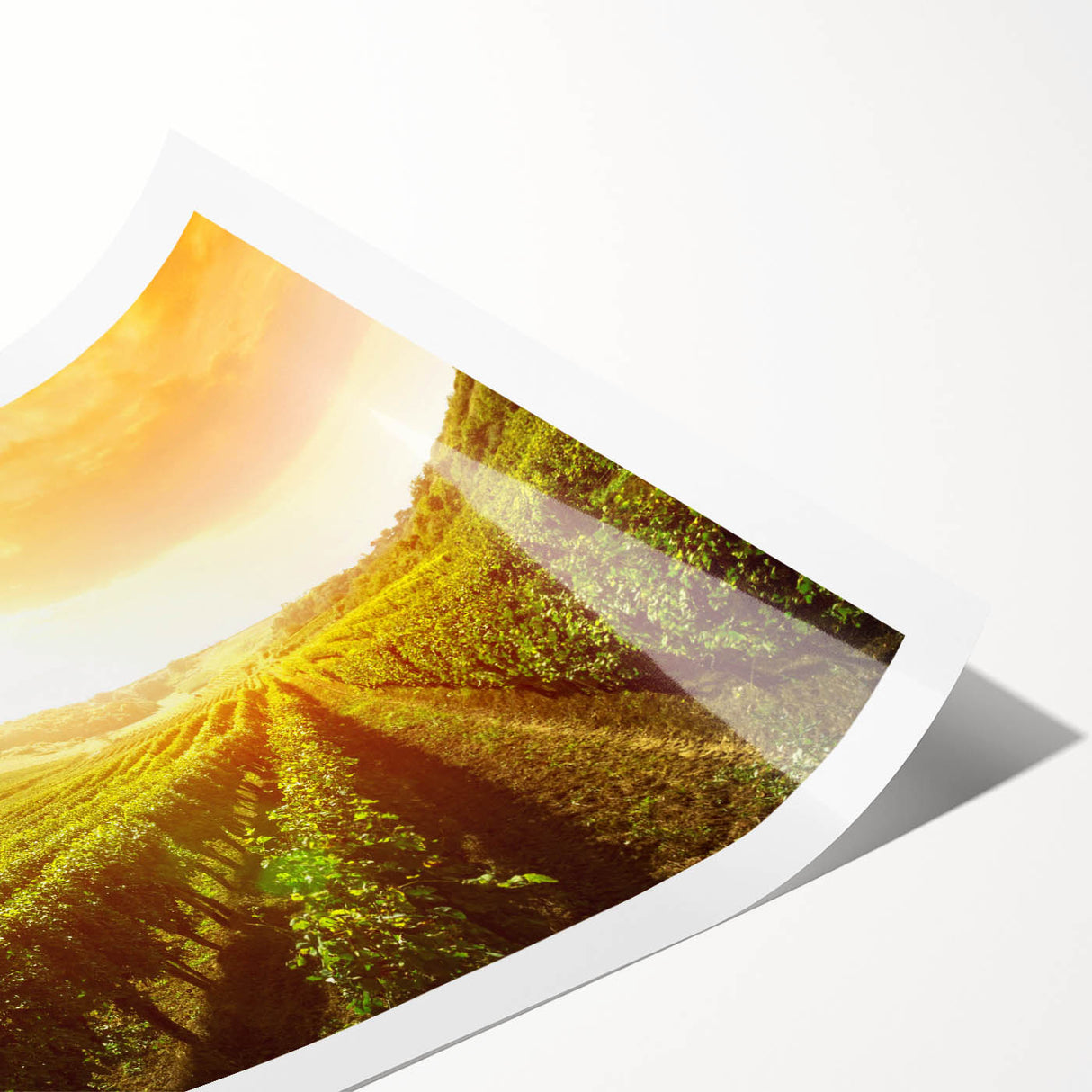 Vibrant rolled canvas print showcasing a picturesque vineyard landscape with lush green vines and rolling hills, perfect for enhancing home decor.