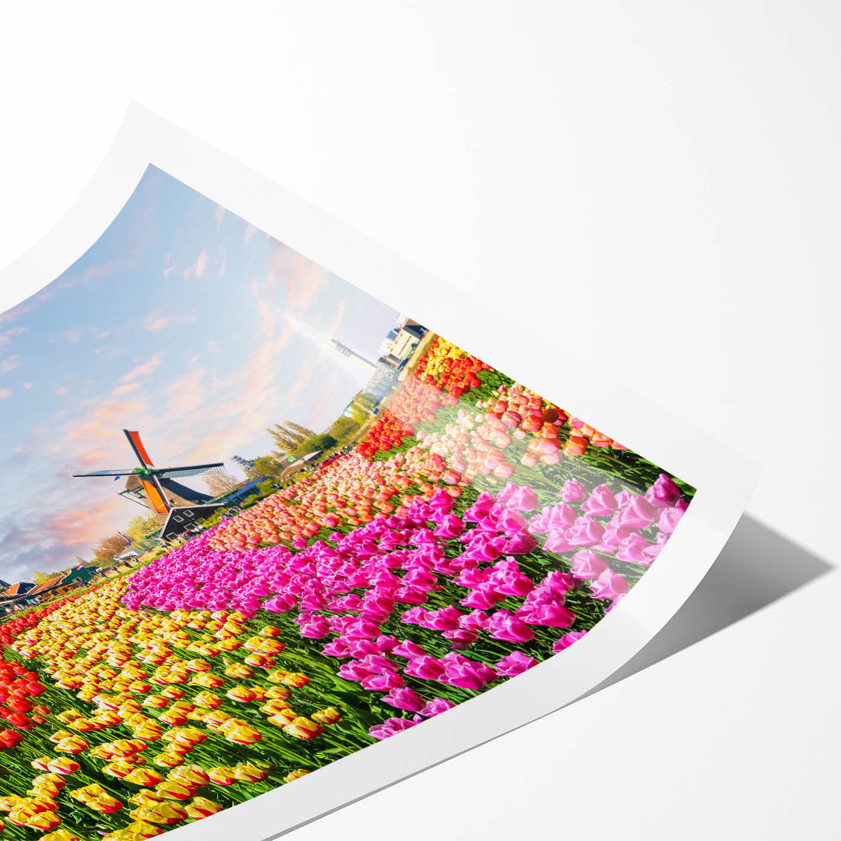 Vibrant landscape wall art print showcasing iconic windmills against a picturesque sky, rolled and ready for framing, ideal for home decor enthusiasts.