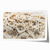 Colorful marine life coral design wall art print showcasing vibrant underwater scenes, rolled and ready for framing, ideal for ocean-themed decor.