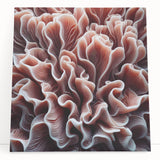 Vibrant marine life coral design stretched canvas wall art, showcasing intricate underwater details and colors, perfect for ocean-themed decor.