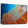 Coral-themed wall art collection displayed in acrylic glass, showcasing vibrant marine life colors and intricate details, perfect for ocean-inspired decor.