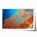 Colorful marine life coral design wall art print showcasing vibrant underwater scenes in a rolled format, perfect for ocean-themed home decor.