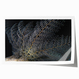 Vibrant marine life coral design wall art print featuring colorful corals and fish, rolled and ready for display, perfect for ocean-themed decor enthusiasts.