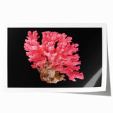 Vibrant marine life coral design wall art collection print showcasing intricate coral patterns in shades of blue and orange, rolled for easy framing.