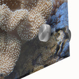 Vibrant close-up of a marine life coral design wall art piece, showcasing intricate details and vivid colors on acrylic glass, perfect for ocean-themed decor.