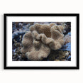 Framed wall art collection showcasing vibrant marine life and coral designs, featuring a sleek black frame and a white mat for a modern aesthetic. Perfect for ocean-themed decor.