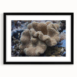 Framed wall art collection showcasing vibrant marine life and coral designs, featuring a sleek black frame and a white mat for a modern aesthetic. Perfect for ocean-themed decor.