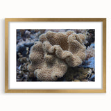 Framed marine life coral design wall art collection showcasing vibrant colors and intricate details, perfect for enhancing coastal-themed home decor.
