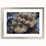 Coral-themed wall art collection featuring vibrant marine life illustrations in a silver frame with white matting, ideal for ocean-inspired decor.