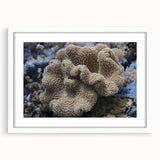Framed wall art collection showcasing vibrant marine life and coral designs, featuring a white mat and sleek frame, perfect for ocean-themed decor.
