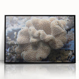 Framed acrylic wall art showcasing a vibrant marine life coral design, featuring colorful oceanic elements against a sleek black frame, perfect for coastal decor.