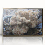 Framed acrylic wall art featuring a vibrant marine life coral design with gold accents, ideal for enhancing coastal-themed interiors and adding a touch of elegance.