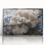 Framed wall art collection showcasing vibrant marine life and coral designs in a sleek silver frame, perfect for enhancing coastal-themed interiors.