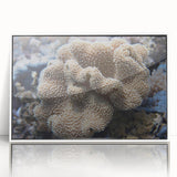 Framed acrylic wall art collection showcasing vibrant marine life and coral designs, featuring a white frame that enhances its colorful underwater scene.