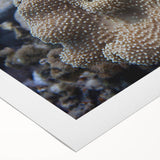 Vibrant rolled canvas wall art showcasing a colorful marine life coral design with intricate details, perfect for ocean-themed decor or art enthusiasts.