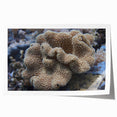 Vibrant marine life coral design wall art print showcasing intricate coral patterns in shades of blue and orange, perfect for ocean-themed decor.