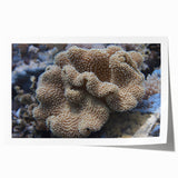 Vibrant marine life coral design wall art print showcasing intricate coral patterns in shades of blue and orange, perfect for ocean-themed decor.