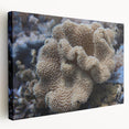 Stretched canvas wall art showcasing vibrant marine life and coral designs in a colorful, ocean-inspired theme, perfect for coastal décor enthusiasts.