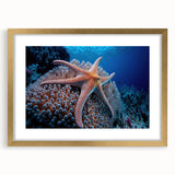 Elegant marine life coral design wall art collection framed in gold, showcasing vibrant ocean colors and intricate coral patterns, perfect for home decor.