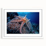 Framed wall art collection showcasing vibrant marine life and coral designs, featuring a white mat and sleek frame, perfect for ocean-themed decor.