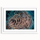 Marine life-themed wall art collection featuring a coral design in a white frame with a mat, showcasing vibrant colors and intricate details, perfect for ocean lovers.