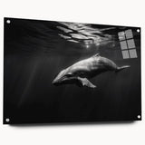 Stylish wall art featuring a side view of a dolphin design on acrylic glass, showcasing vibrant colors and intricate details, perfect for marine life enthusiasts.