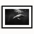 Framed wall art collection showcasing a vibrant dolphin design on a black background, perfect for marine life enthusiasts looking to enhance their decor.