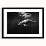 Framed wall art collection showcasing a vibrant dolphin design on a black background, perfect for marine life enthusiasts looking to enhance their decor.