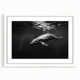 Framed wall art featuring a dolphin design from the marine life collection, showcasing vibrant colors and a sleek white mat for a modern aesthetic, perfect for ocean enthusiasts.