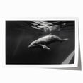 Vibrant wall art print featuring a playful dolphin design, ideal for marine life enthusiasts, showcasing colorful underwater elements and a joyful ocean theme.
