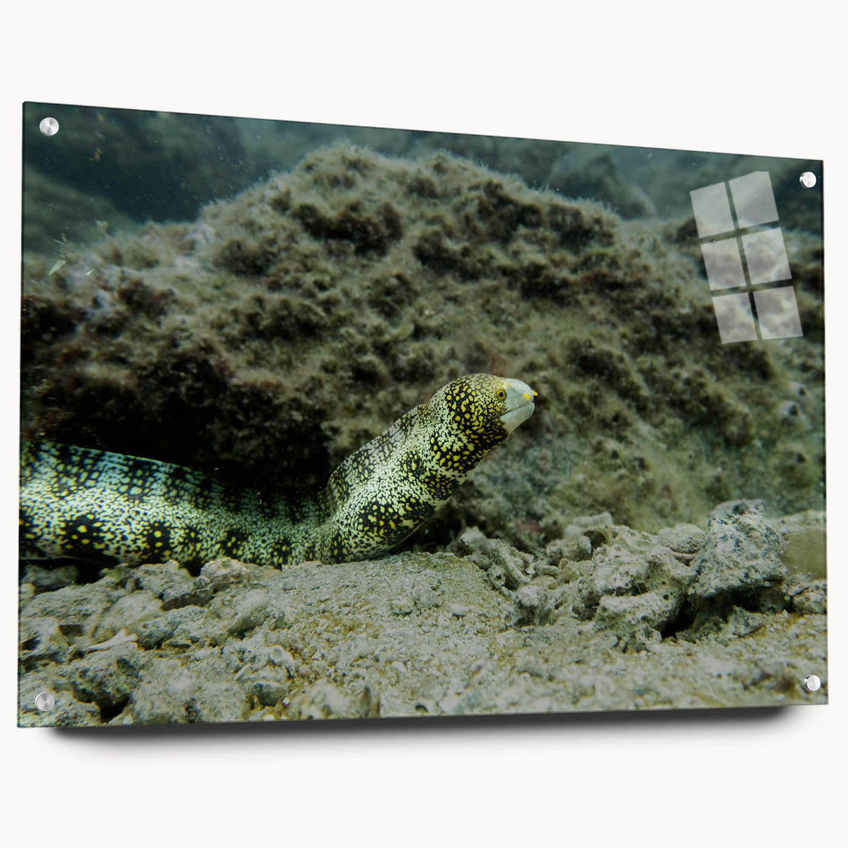 Acrylic wall art collection showcasing a vibrant marine life eel design, displayed in a side view with decorative pins, highlighting the intricate details and colors.