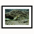 Framed wall art featuring a marine life eel design, showcasing intricate details and vibrant colors on a black mat, perfect for ocean-themed decor.
