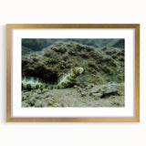 Framed wall art collection showcasing elegant marine life eel design in a gold frame with mat. This vibrant artwork adds a touch of sophistication to any coastal-themed decor.