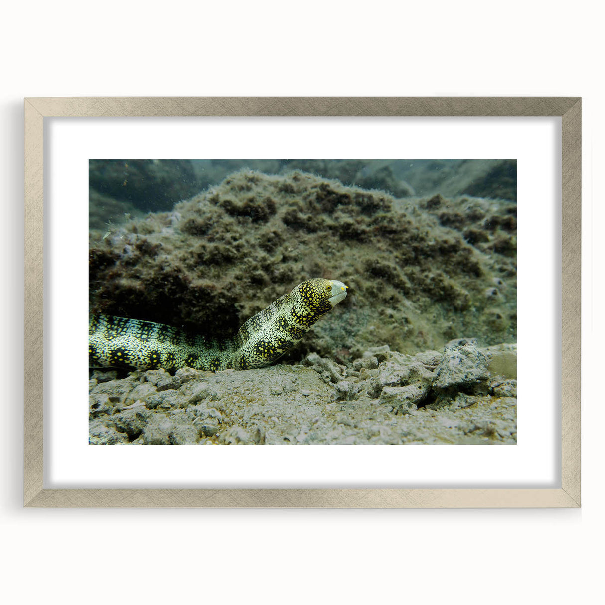 Framed wall art depicting a vibrant marine life eel design, featuring intricate details and a sleek silver frame, perfect for enhancing coastal-themed decor.