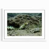 Framed marine life wall art collection showcasing vibrant underwater scenes with intricate details, featuring a white mat and sleek frame for a modern aesthetic.