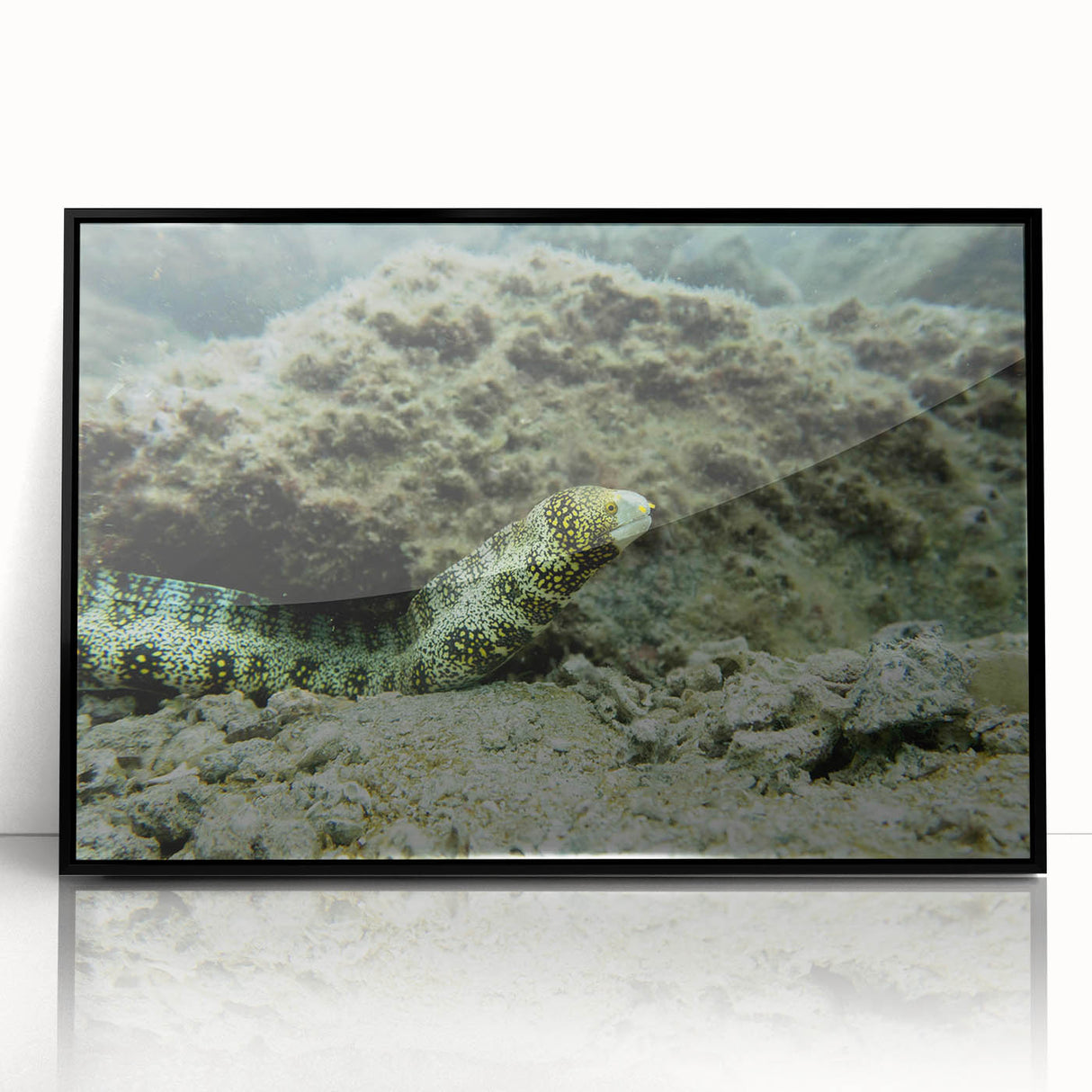 Framed acrylic wall art depicting a vibrant marine life eel design, showcasing intricate details in blue and green hues, perfect for ocean-themed decor.