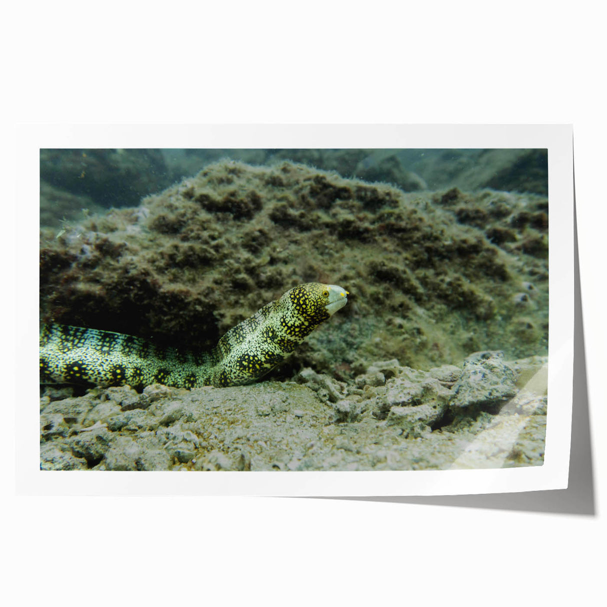Vibrant marine life wall art design featuring colorful ocean creatures and coral patterns, presented as a rolled print for easy display and shipping.