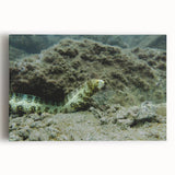 Vibrant stretched canvas wall art featuring a marine life eel design, showcasing intricate details and vivid colors, perfect for ocean-themed decor.