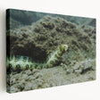 Stretched canvas wall art showcasing a vibrant marine life eel design, featuring rich colors and intricate details, perfect for enhancing ocean-themed decor.