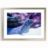 Framed wall art collection showcasing a vibrant marine life eel design, featuring a silver frame and mat, ideal for ocean-themed decor in homes.