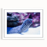 Framed marine life wall art collection showcasing vibrant aquatic designs with a white mat and modern frame, ideal for coastal home decor.