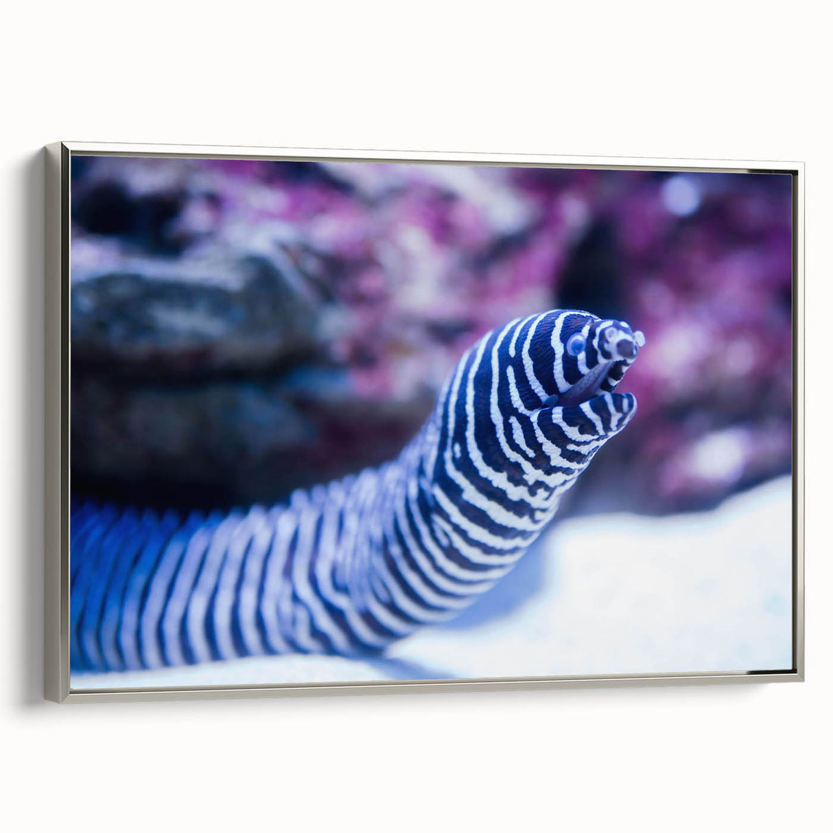 Framed wall art featuring a stunning marine life eel design in vibrant colors, displayed in a sleek silver frame, perfect for ocean-themed decor.