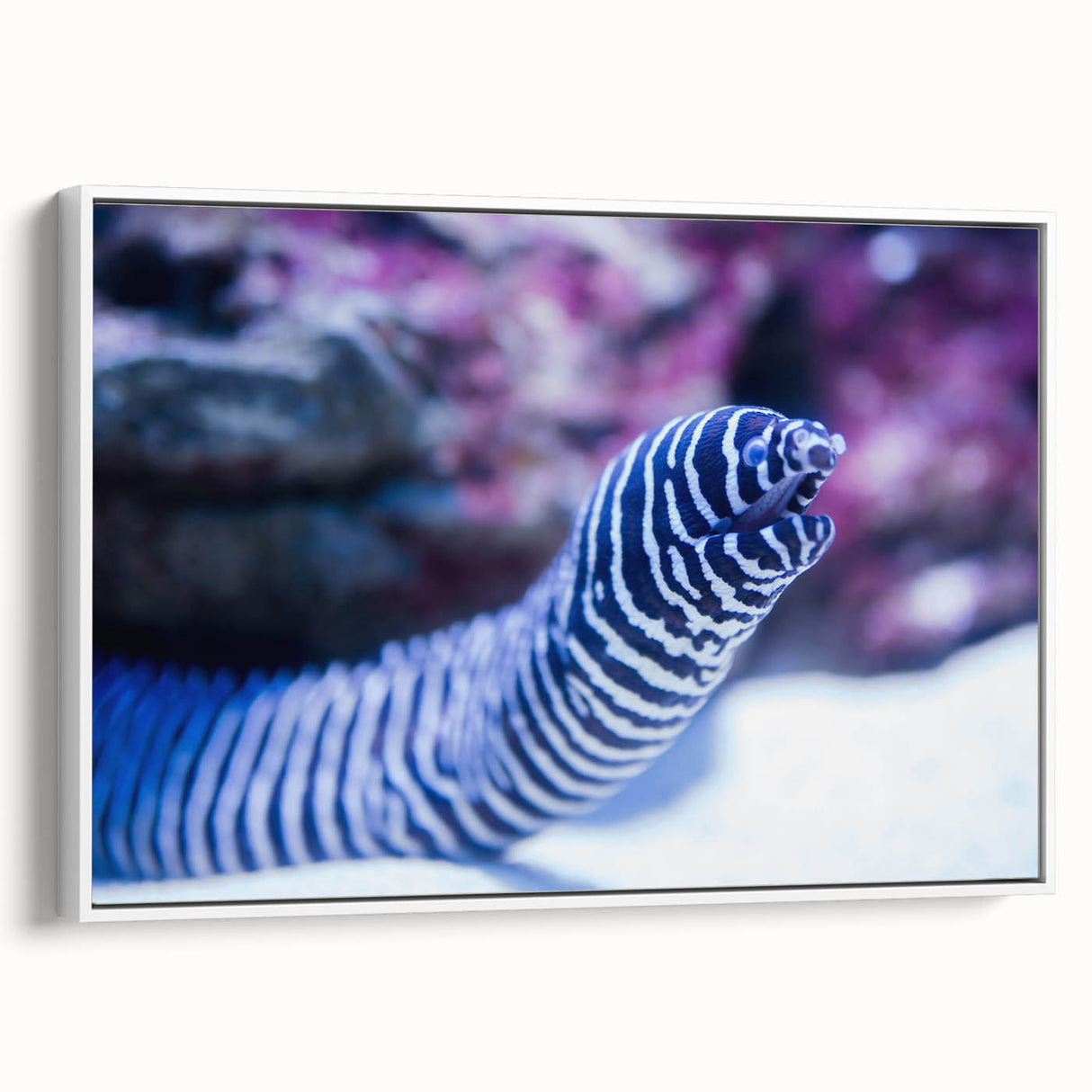 Framed canvas wall art depicting a vibrant marine life eel design, showcased in a white frame with a sleek side view, perfect for ocean-themed decor.