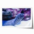 Colorful marine life-inspired wall art featuring intricate eel designs, printed on high-quality material, showcasing vibrant underwater colors and textures. Ideal for ocean-themed decor.