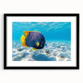 Framed wall art showcasing a marine life fish design in vibrant colors, featuring a sleek black frame and mat, perfect for ocean-themed decor in homes or offices.