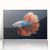 Framed acrylic wall art depicting vibrant marine life fish design in a white frame, perfect for ocean-themed decor and adding color to any space.