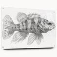 Side view of a marine life fish design wall art collection, showcasing vibrant colors and intricate details on acrylic glass, elegantly held with decorative pins.